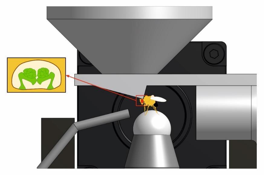 High Throughput Determination of the Neural Basis of Olfactory Preference