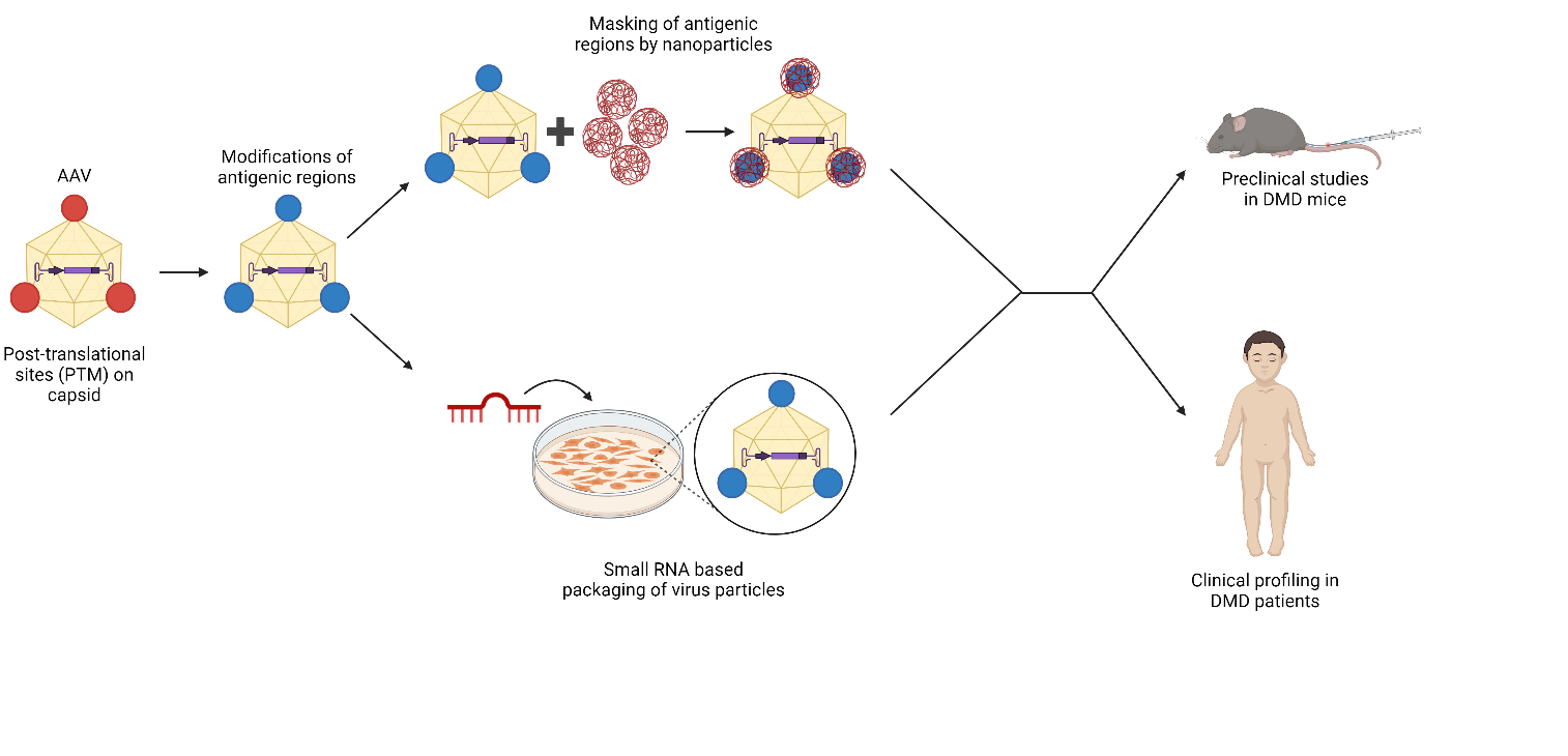 Next generation AAV9 Vectors for Duchenne Muscular Dystrophy Gene Therapy