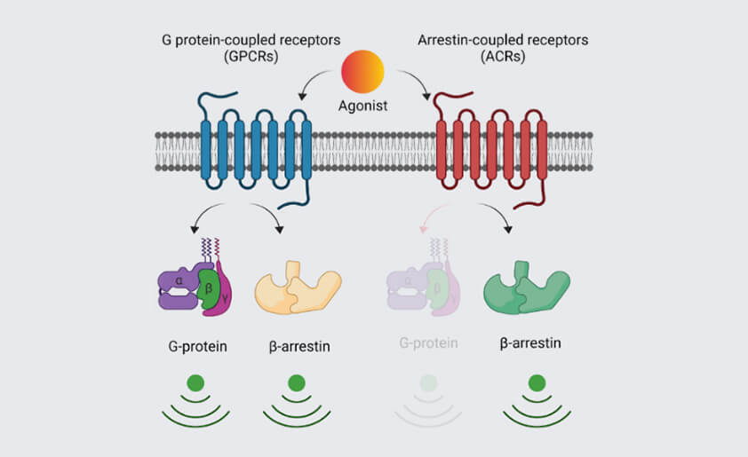 Understanding the Structural and Functional Diversity in Gpcrbetaarrestin Interaction and Signalling 